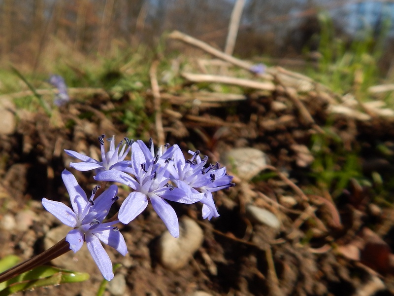 I primi fiori del 2014